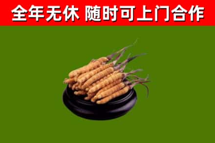扶绥县烟酒回收冬虫夏草.jpg